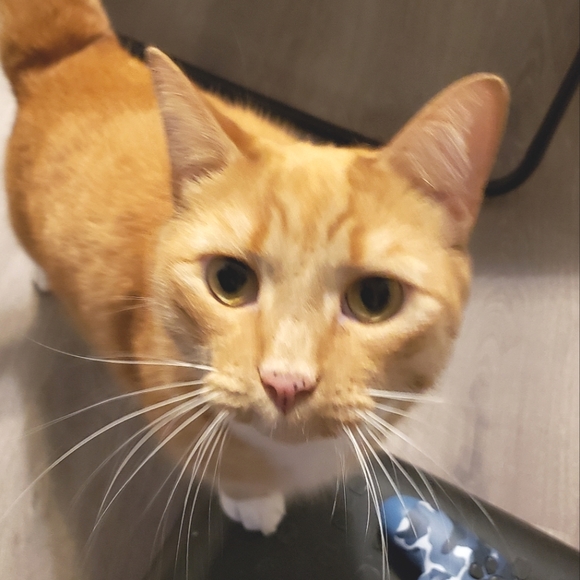 Meet your Posher, Donna - Picture 1 of 1